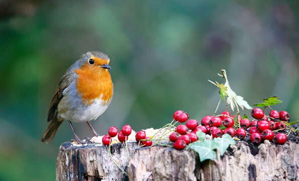Eurasian robin perching on logs in the wood