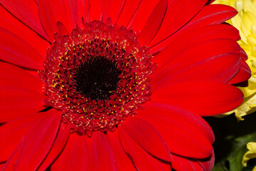 Saturated red Gerbera jamesonii with blurred yellow chrysanthemum on the backdrop. Close up