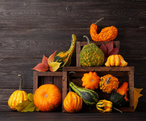 Various colorful squashes and pumpkins