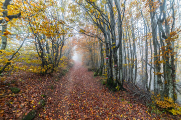 Obraz premium Fall Foliage into Parco Nazionale delle Foreste Casentinesi, Italy