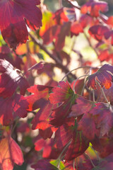 Colorful autumn currant bush on a sunny day close up
