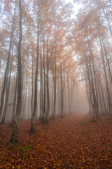 Fall Foliage into Parco Nazionale delle Foreste Casentinesi, Italy