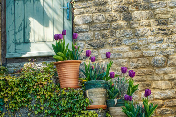 Purple tulips in flowerpots on doorsteps