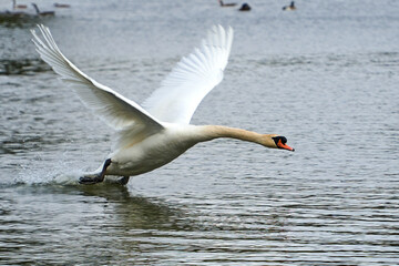Swan in flight taking off from lake