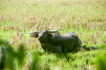 buffalo in the field