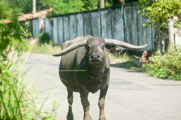Buffalo leader of the herd