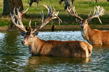 Deer bathing in water 
