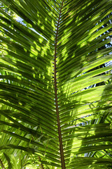 Obraz na płótnie Canvas palm tree leaf