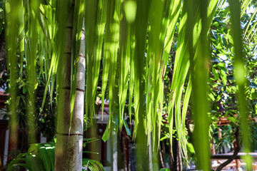 green bamboo forest