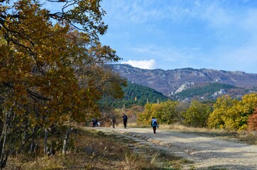 Fototapeta na wymiar Hike to the mountains through a beautiful autumn yellow forest. 