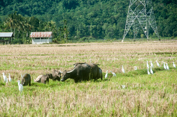 buffalo in the rice field