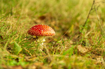 Cute little fly agaric (Amanita muscaria). Toxic mushroom with red and white dots.