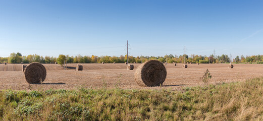 Panorama of harvested field with round straw bales against sky