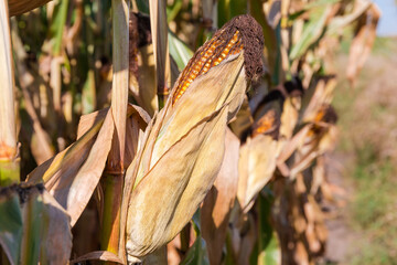 Ripe corn ear on stem on field edge, close-up
