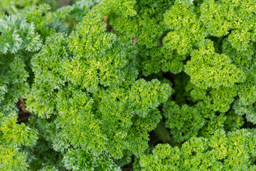 Top view of curly leaf parsley growing on field - obrazy, fototapety, plakaty