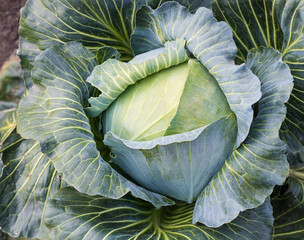 Obraz premium Head of the late white cabbage on field, close-up