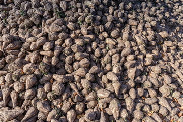 Harvested sugar beet on heap on the field edge, fragment
