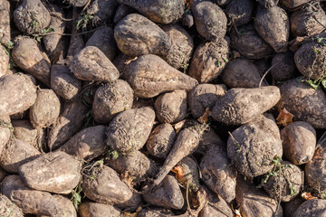Harvested sugar beet on heap on field, fragment close-up