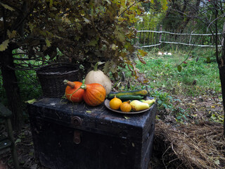 dynie skrzynia ogród jesień płot - obrazy, fototapety, plakaty