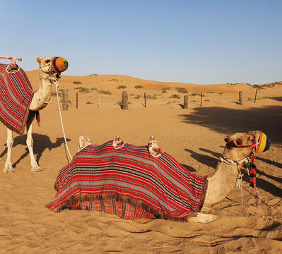 zwei Kamele in Ras al Khaimah