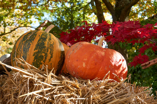 close up of pumpkins in different colors and sizes