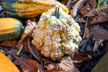 close up of a very funny pumpkin in popcorn style