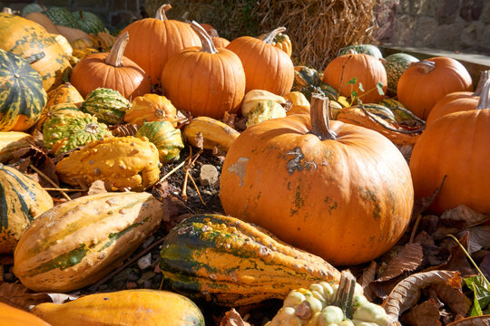 close up of pumpkins in different colors and sizes - Powered by Adobe