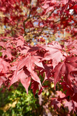 close up of red maple leaves