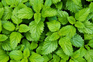 The mint plant grows in the vegetable garden