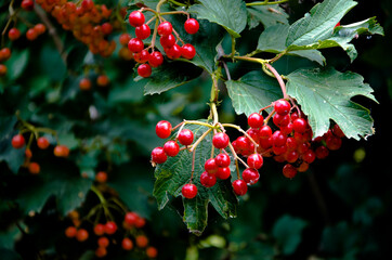 Ripe red bunches of mountain ash on a background of dark green foliage