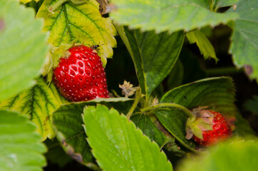 one summer ripe strawberry in the garden