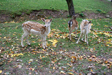 close up of beautiful young deer in autumn