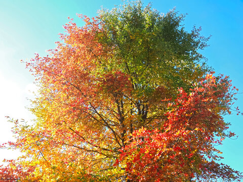 Colours of autumn fall - beautiful black Tupelo tree in front of blue sky