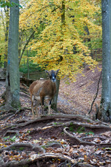 close up of a brown goat in the forest
