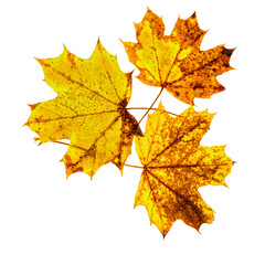 Naklejka na ściany i meble trois feuilles d'arbre aux couleurs d'automne sur fond blanc