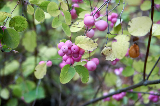 close up of pink berries