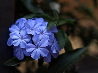 Plumbago mood