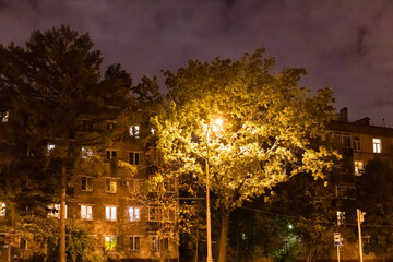 illuminated tree near apartment house in night in Moscow city