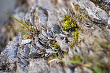 Wild plants on the mountain.