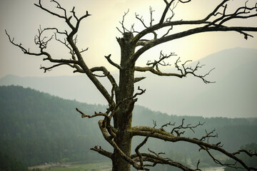 The tree in the fog above the mountains.