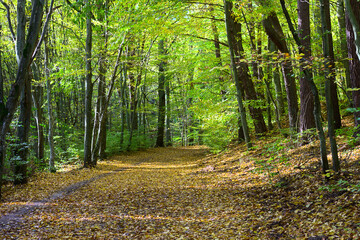 A path in a beech forest in early autumn. .A path in a beech forest in early autumn.