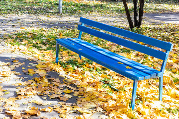 empty blue bench at lawn covered with fallen leaves of city park on sunny autumn day