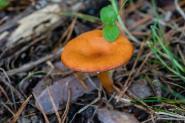 Wild mushrooms growing in the meadows of the Lozoya valley in the Sierra de Guadarrama in Madrid