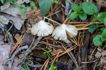 Wild mushrooms growing in the meadows of the Lozoya valley in the Sierra de Guadarrama in Madrid