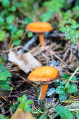 Wild mushrooms growing in the meadows of the Lozoya valley in the Sierra de Guadarrama in Madrid