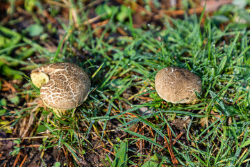 Wild mushrooms growing in the meadows of the Lozoya valley in the Sierra de Guadarrama in Madrid