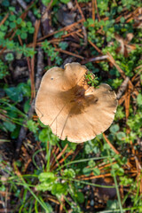 Wild mushrooms growing in the meadows of the Lozoya valley in the Sierra de Guadarrama in Madrid