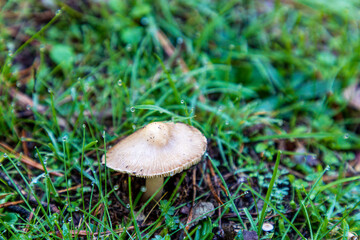Wild mushrooms growing in the meadows of the Lozoya valley in the Sierra de Guadarrama in Madrid