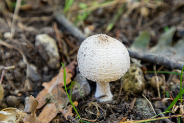 Wild mushrooms growing in the meadows of the Lozoya valley in the Sierra de Guadarrama in Madrid