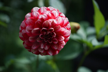 Dahlia flower with a blurred background.